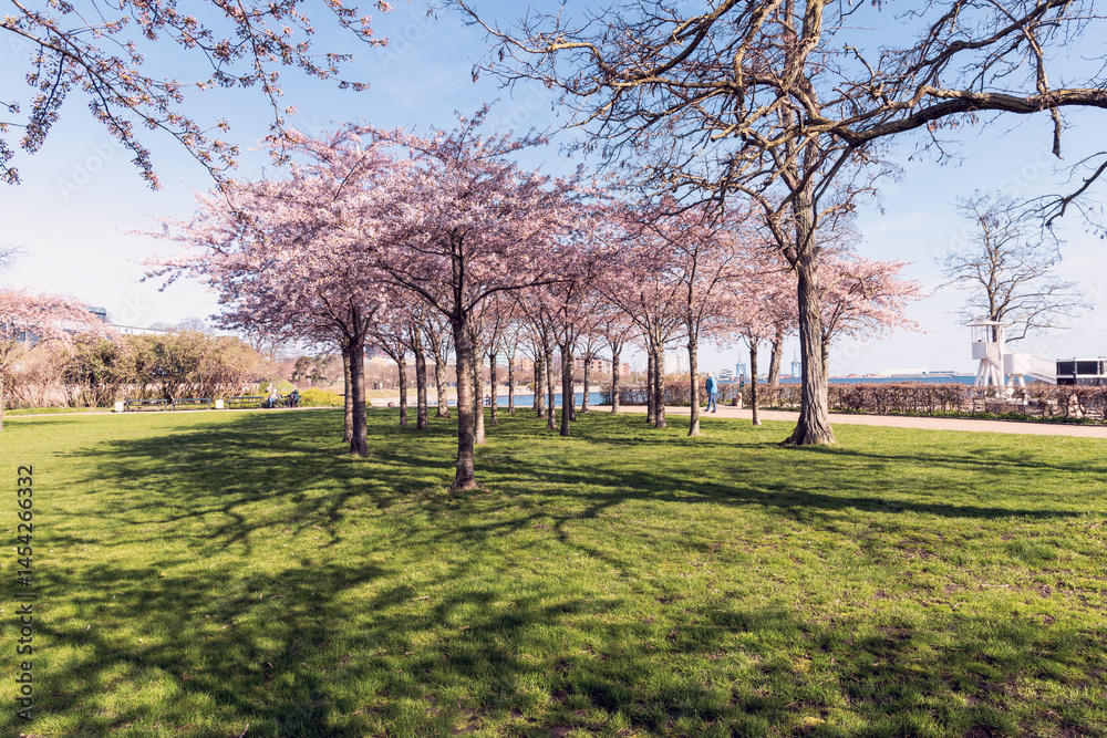 Obraz premium Cherry Blossom in Langelinie park on a beautiful spring day. Sakura festival in Copenhagen