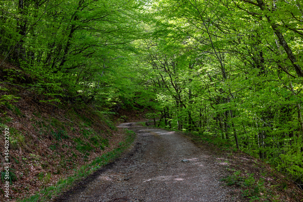 Obraz premium Forêt du Couserans