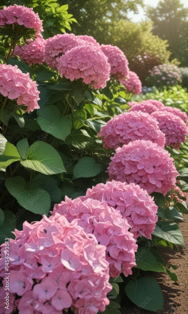 Large pink hydrangea dominates a sunlit garden bed filled with colorful companion plants , decor, plant Large pink hydrangea dominates a sunlit garden bed filled with colorful companion plants , decor, plant