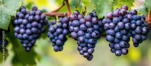 Wallpaper Mural Luscious Clusters: A Close-Up Display of Ripe Grapes on the Vine Ready for Harvest Torontodigital.ca