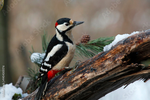 Buntspecht (Dendrocopos major) sitzt auf Baumstamm