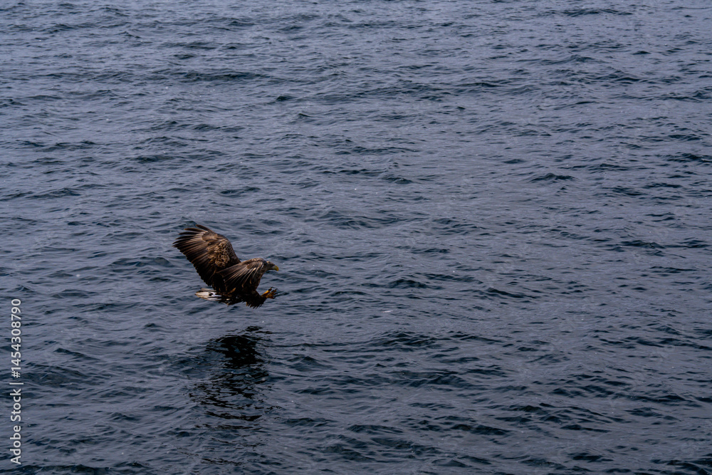 Fototapeta premium 北海道 大鷲 オジロワシ オオオワシ 鳥 動物 冬