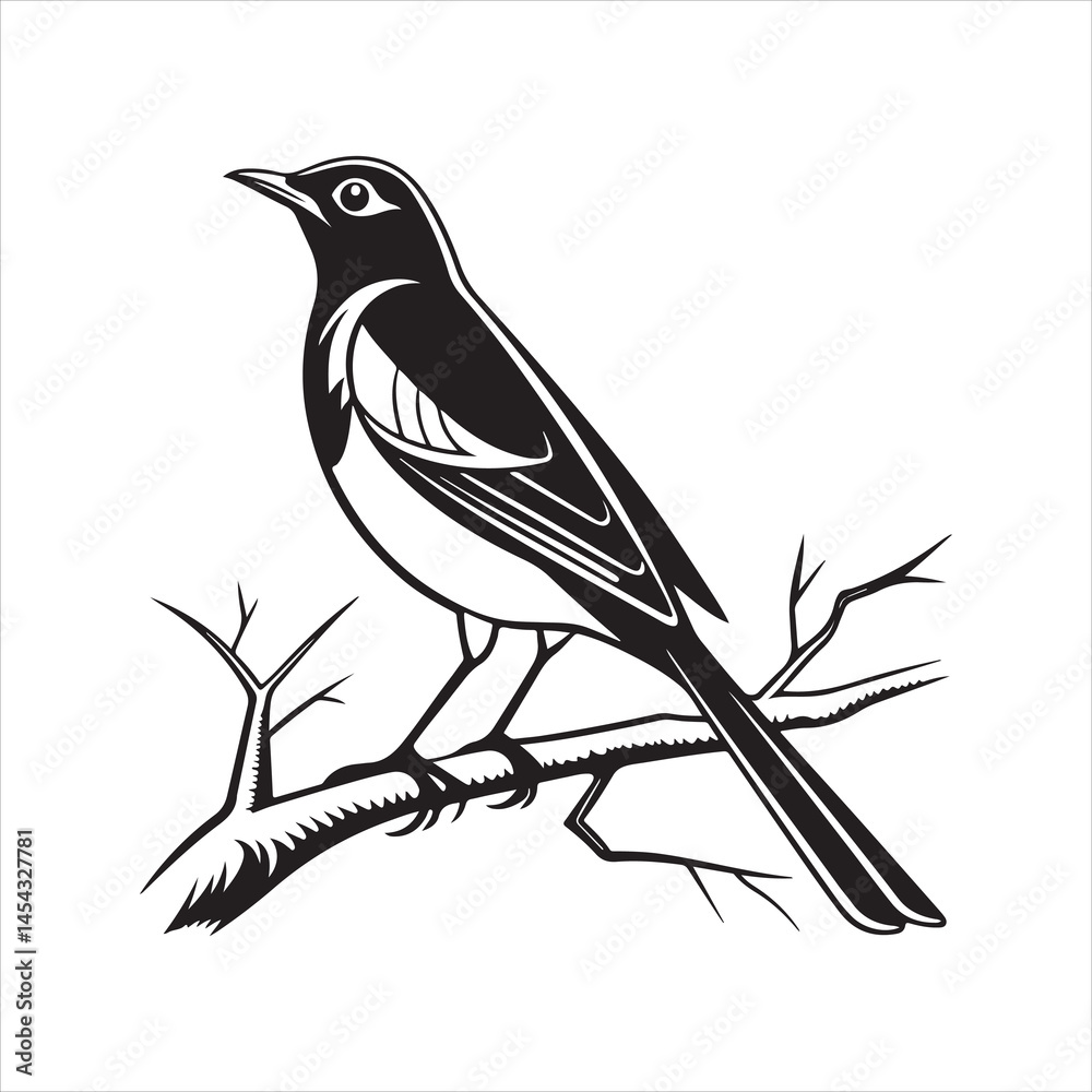 Fototapeta premium american robin silhouette black vector