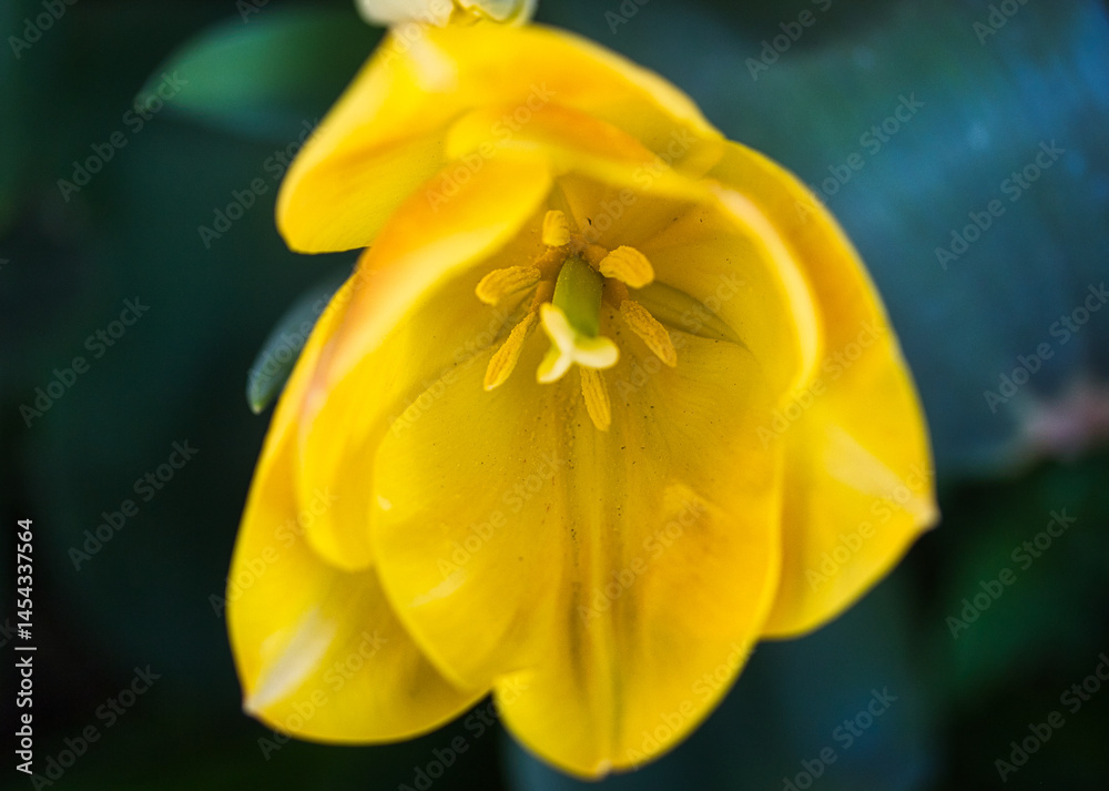 Fototapeta premium Beautiful yellow tulip in bloom