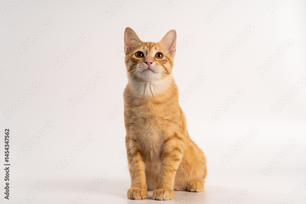 Fototapeta premium Ginger Cat, A portrait of an orange tabby cat sitting upright, displaying its distinctive fur pattern and curious expression against a plain background. happy kitten