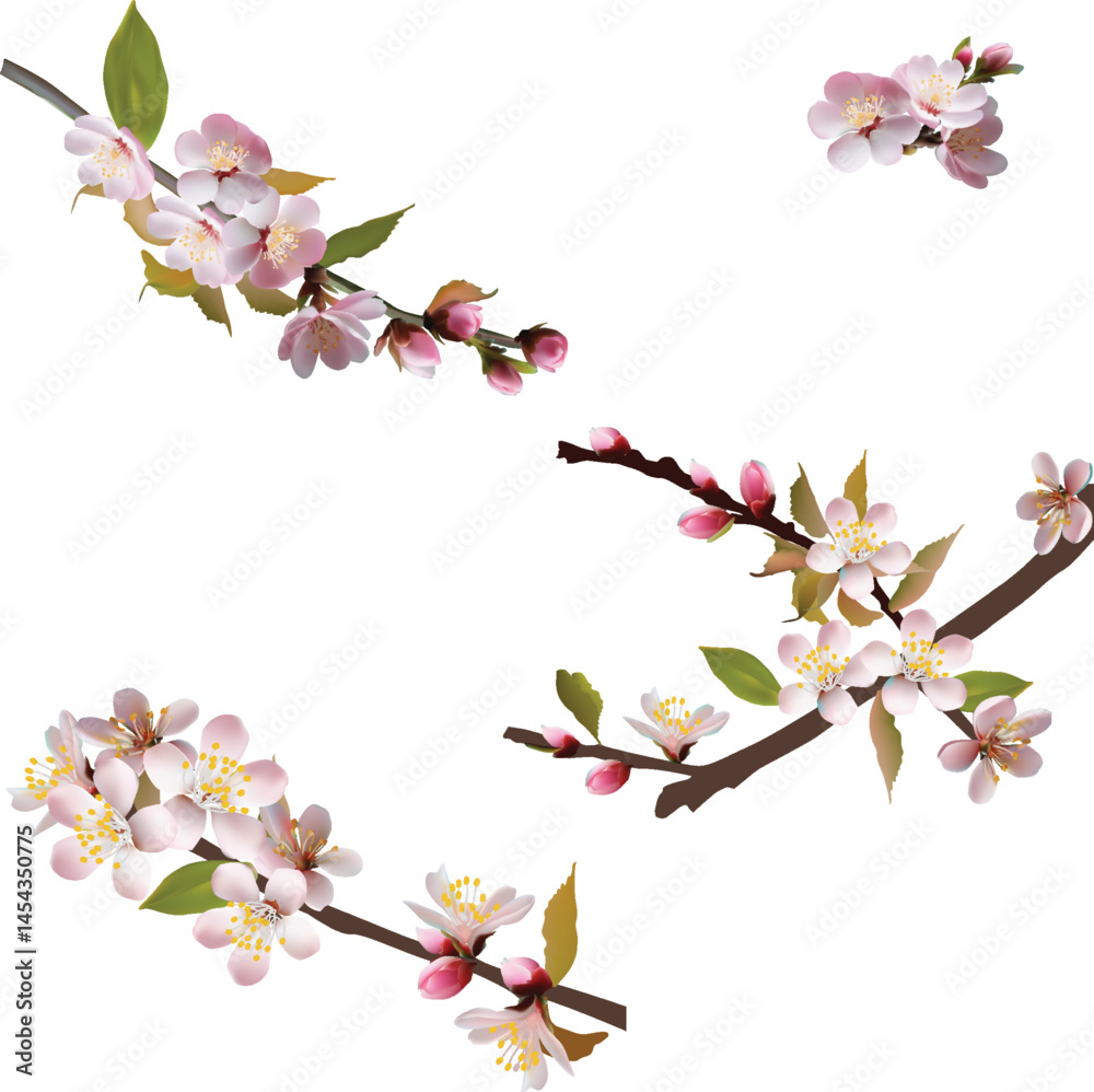 Fototapeta premium spring tree four pink blossoms isolated on white