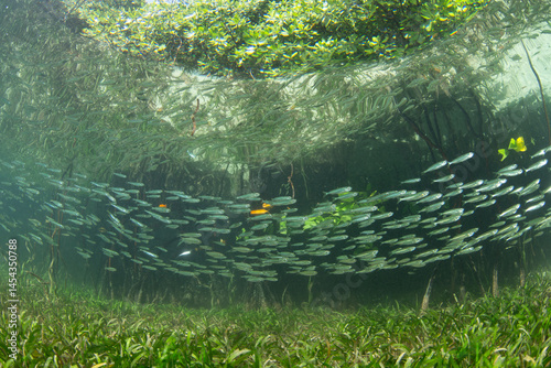 A school of silversides swims over seagrass on the edge of a mangrove forest in Halmahera, Indonesia. Seagrass beds and mangroves offer food and shelter for many juvenile fish and invertebrates.