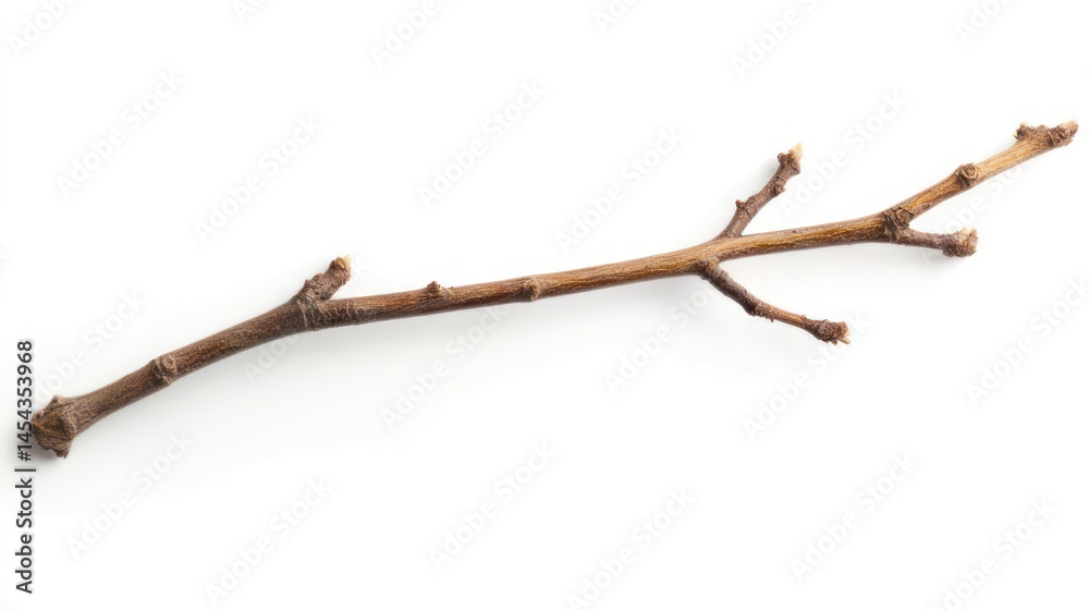 Fototapeta premium Single dry twig isolated on pure white background, high detail, studio lighting