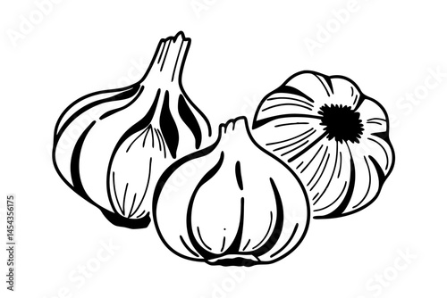 garlic vector illustration