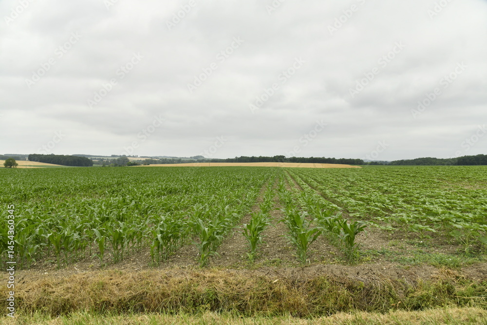 Obraz premium Champ de tournesols pas encore en fleur près du bourg de Champagne au Périgord Vert 