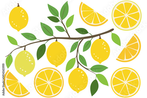 Lemons fruits on branches with leaves and slices vector illustration set. Clipart of summer italian transiterranean citrus fruits on isolated background. For packaging design and ingredients.