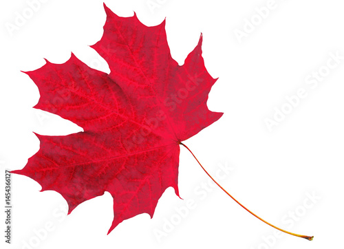 Beautiful red dry maple leaf isolated on transparent background.
