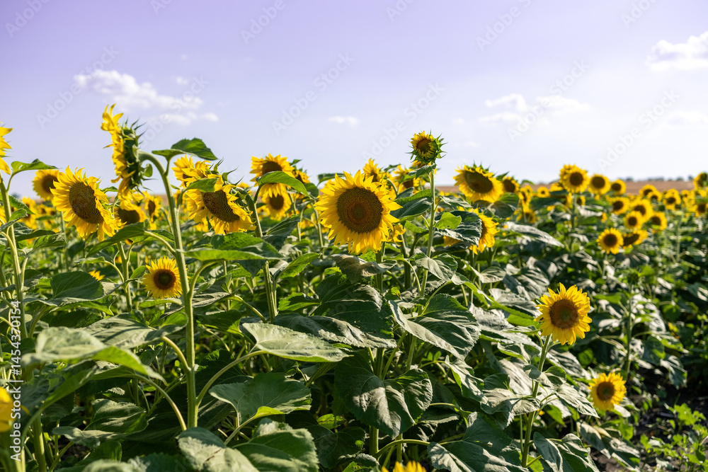 A close-up of a blooming sunflower in a vast sunflower field. Sunflowers field close view.