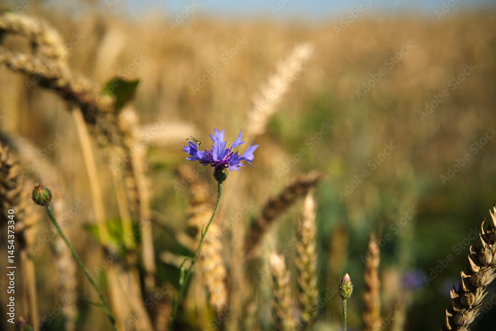 Wild pea blossom blue flowers braiding ripe wheat ear, natural background. Ripe wheat and wild flowers close-up.
