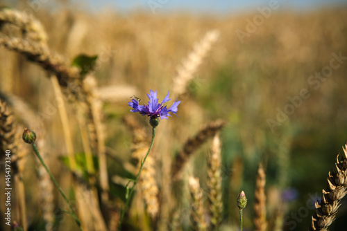 Obraz na płótnie Wild pea blossom blue flowers braiding ripe wheat ear, natural background. Ripe wheat and wild flowers close-up. w salonie