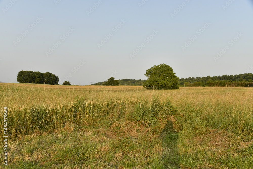 Fototapeta premium Champ de blé sous la lumière du coucher de soleil près du bourg de Champagne au Périgord Vert 