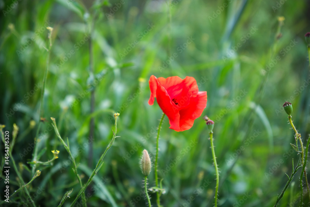 Bright red poppies on a green background in sunny weather