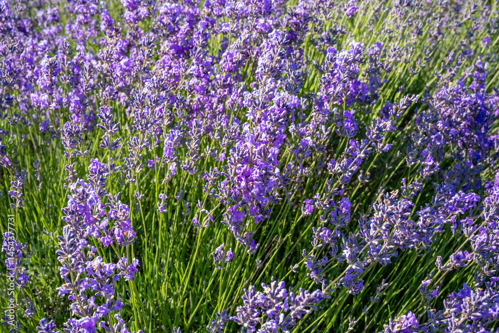 Beautiful image of lavender field over summer sunrise landscape. Blooming lavender field close-up.