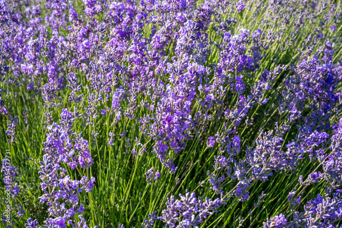 Obraz na płótnie Beautiful image of lavender field over summer sunrise landscape. Blooming lavender field close-up. w salonie