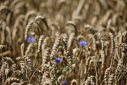 Obraz na płótnie A Beautiful Field of Wildflowers Nestled Among Tall Wheat Stalks in the Sunlight w salonie