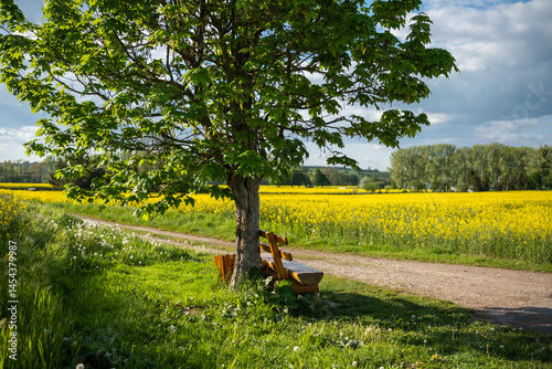 Obraz na płótnie A Serene Landscape Featuring a Tree and a Comfortable Bench Surrounded by a Blooming Field w salonie