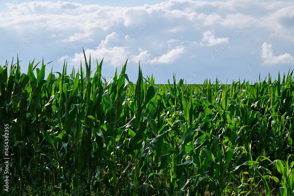 Green corn field with corn cobs. Corn green field.