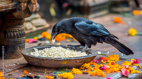crow eating rice offerings during pitru paksha ritual