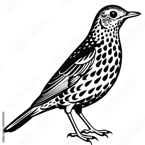 Wood Thrush Sketch: A detailed black and white illustration captures the elegant form of a wood thrush, a symbol of resilience and nature's symphony.