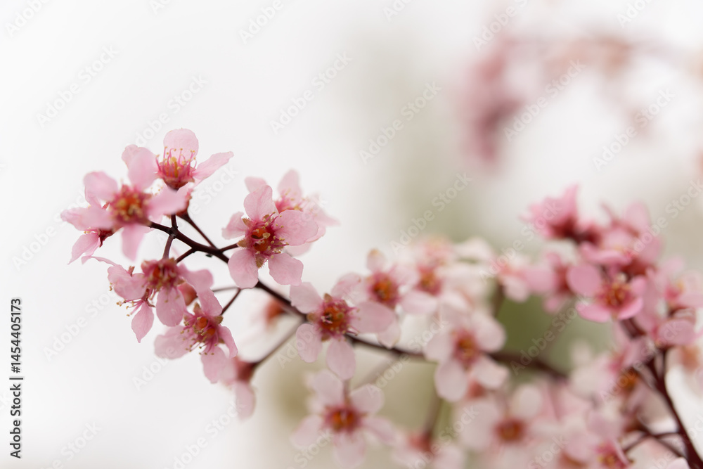 ornamental bird cherr blooming with pink flowers on a sunny day ornamental bird cherr blooming with pink flowers on a sunny day