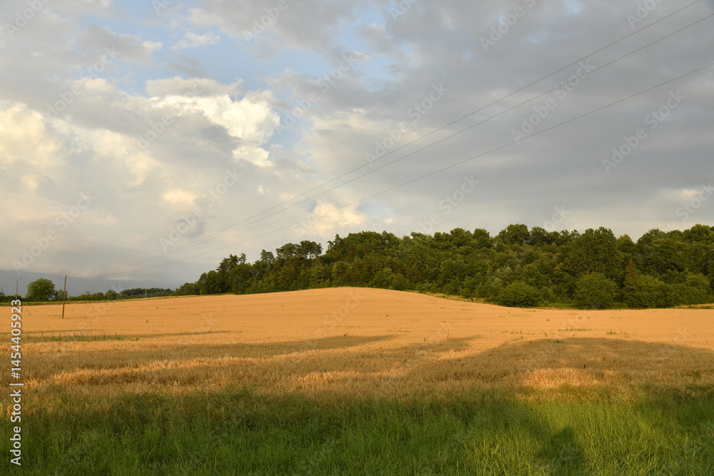 Obraz premium Contraste entre le jaune du blé, le vert de la forêt et le ciel gris entre ombres et lumière en fin de journée près du bourg de Champagne 