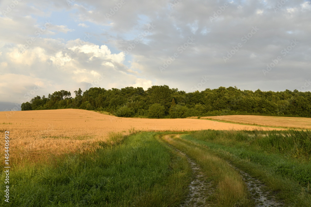 Obraz premium Chemin pour engins agricoles entre les champs de blé près d'une colline boisée au soir près du bourg de Champagne au Périgord Vert