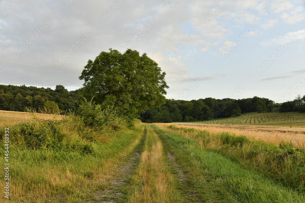 Fototapeta premium Chemin pour engins agricoles entre les champs de blé près d'une colline boisée au soir près du bourg de Champagne au Périgord Vert 
