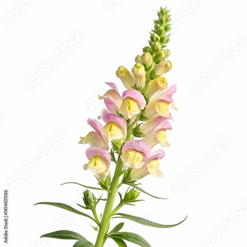 Snapdragon 3D rendered flower beautifully isolated on a white background with vivid colors and intricate textures
