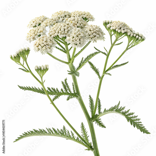 Yarrow 3D rendered flower gracefully isolated on a white background with soft clusters and intricate textures
