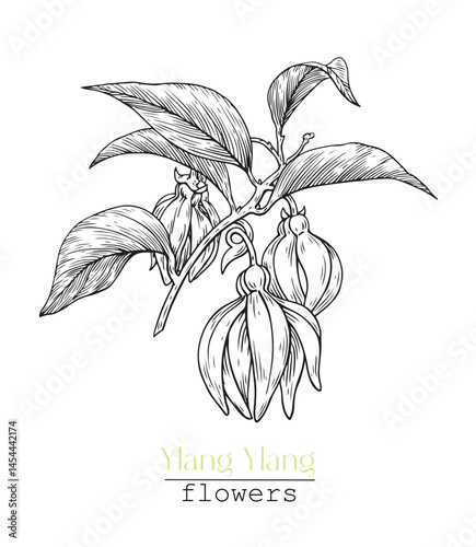 Flowers Ylang-Ylang, bloom twig. Black and white. Engraved Hand drawn element. Vector botanical illustration for design cosmetic, perfumery, branding. Medicinal plant