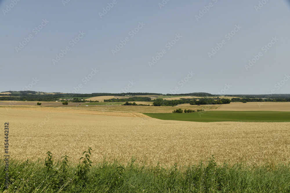 Obraz premium Champ de blé sous un ciel bleu près de Villebois-Lavalette en Charente 