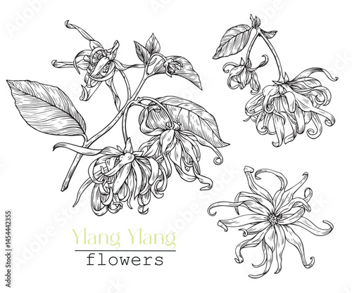 Ylang Ylang flowers set blooming twigs. Hand drawn engraved sketch, black white graphics elements.Vector botanical illustration for design logo, cosmetics, perfumery, package, branding