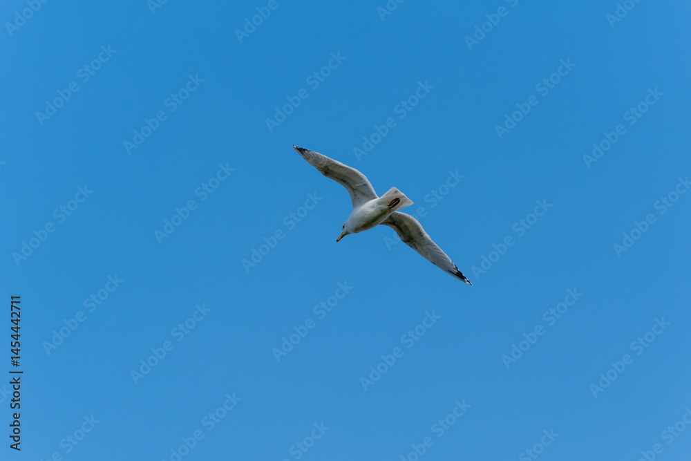 Obraz premium A white bird flying in the sky. The sky is blue. The bird is in the air