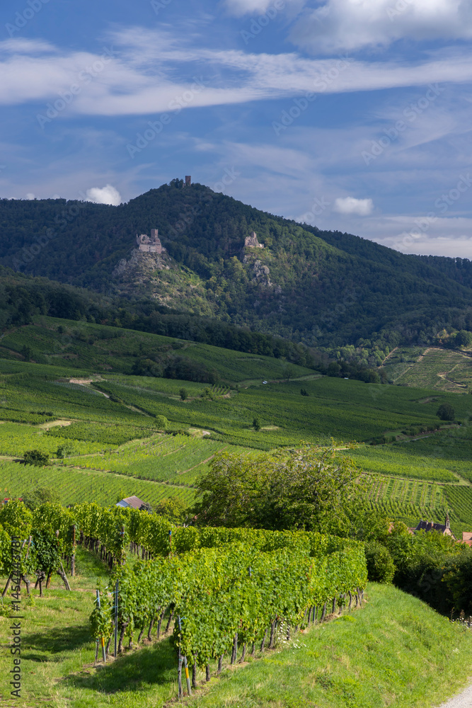 Fototapeta premium Typical vineyard near Hunawihr near Ribeauville Riquewihr, Haut-Rhin, Region Grand Est, Alsace, France