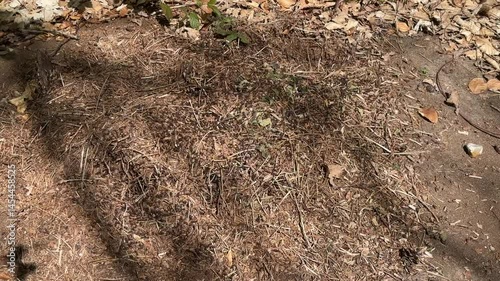 Wallpaper Mural Close-up of Formica rufa ants building a nest Torontodigital.ca