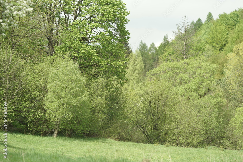Fototapeta premium trees in the park