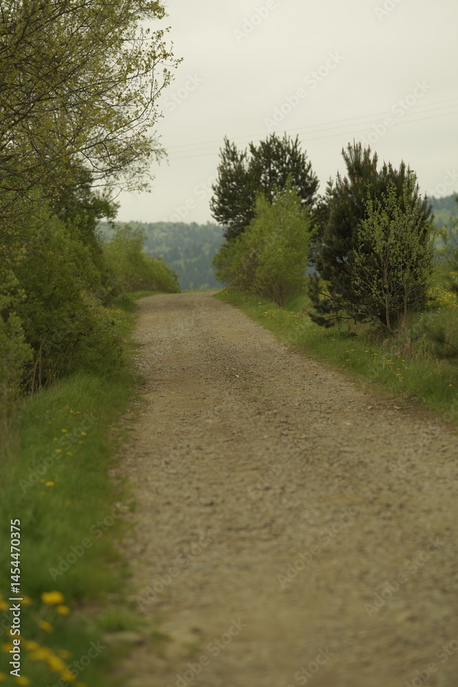 Fototapeta premium road in the forest