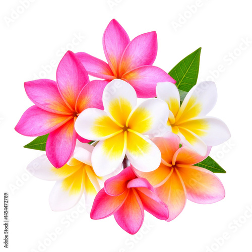 frangipani flower on white background