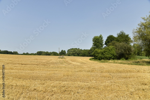 Fotografie Champ de blé après moisson sous un ciel bleu près du bourg de Champagne au Périg