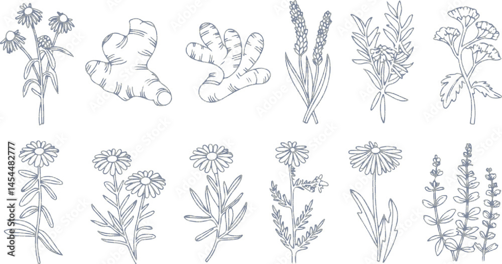 Fototapeta premium Thin linear black and white illustration of medicinal herbs including echinacea ginger turmeric lavender rosemary calendula lemon balm and dandelion icons for natural healing