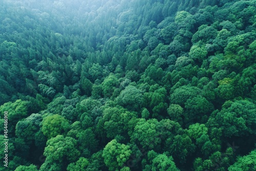 aerial view of green forest canopy showcasing untouched nature