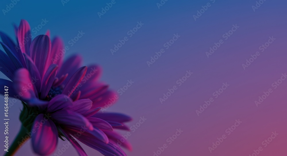 Obraz premium Close-up of a pink dahlia flower