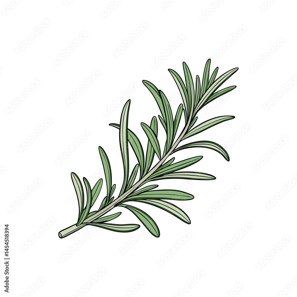 Fototapeta premium fresh rosemary on white background