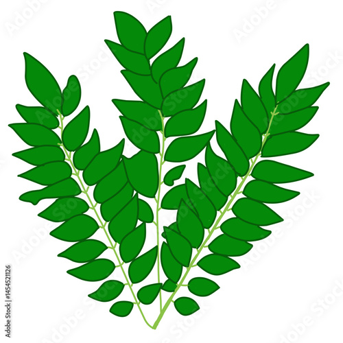 A digital illustration of curry leaves (Murraya koenigii) with lush green leaflets on a white background