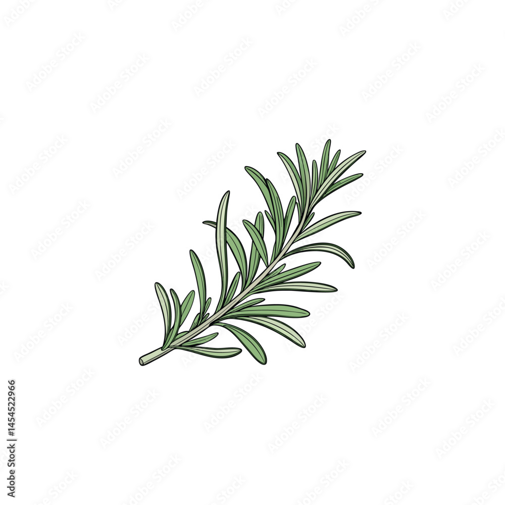 Fototapeta premium rosemary twig isolated on white